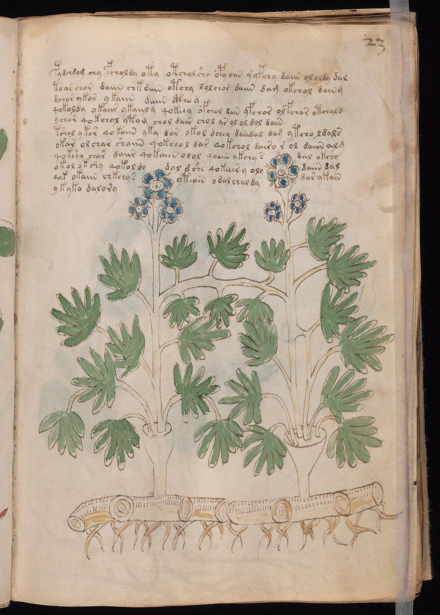 Herbal Page 43